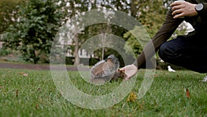 Human hand feeding hungry little squirrel with peanut in London park.