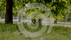 Human hand feeding hungry little squirrel with peanut in London park.