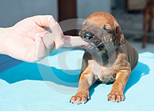 Human hand feeding little puppy