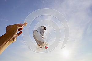 Human hand feeding sea gull bird mid air