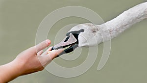 Human hand feeding swan