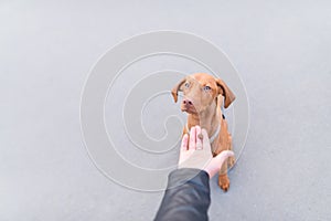 Human hand gives food to the dog on the background of asphalt. Help the dog photo