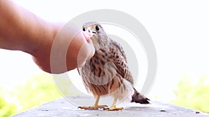 The human hand gives raw meat for food to the chick of a wild, predatory bird.