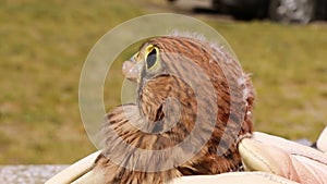 The human hand gives raw meat to a young falcon. Feeding a wild kestrel chick.