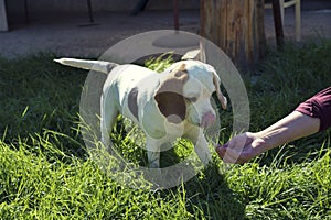 Human hand giving water to a dog