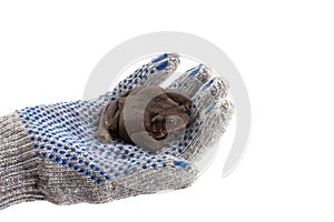 a human hand in a glove holds an earthen toad, isolated on a white background.