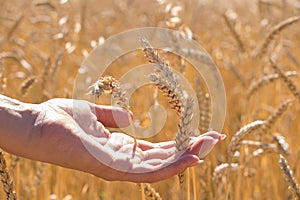 Human hand among gold ripe wheat spikelets in field, new crop, midday sun