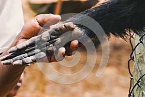Human hand on the hand of a black-headed spider monkey - Ateles fusciceps at a conservancy in Nanyuki, Kenya