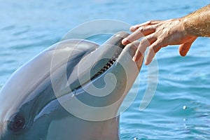 Human hand and head of a smiling dolphin . reservation dolphin in Israel, trusting people