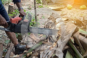 Human hand hold Sawing machine cutting tree.
