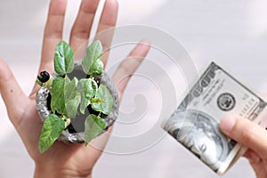 A human hand hold seedlings, another hold tight money, top view on white