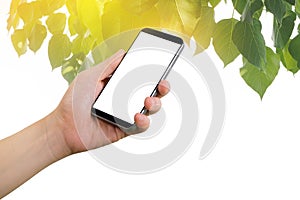 Human hand hold on smartphone with blank screen on green leaf and golden light background effect.