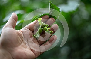 Human hand holding a green hazelnut in autumn