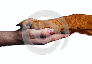 Human hand holding dog paw  on white