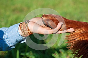 Human hand holding dog's paw