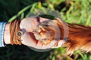 Human hand holding dog's paw