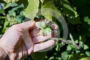Human hand holding green hazelnuts on the branch.