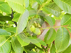 Human hand holding a green hazelnuts on the tree. Nuts of the filbert growing.