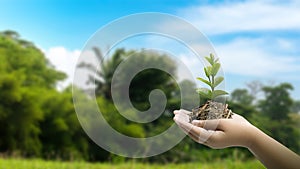 A human hand holding a growing plant