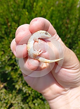 Human hand holding a Mediterranean house gecko