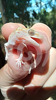 Human hand holding a Mediterranean house gecko