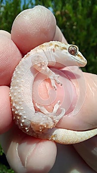 Human hand holding a Mediterranean house gecko