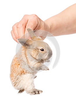 Human hand holding a newborn rabbit. isolated on white