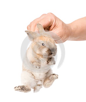 human hand holding a newborn rabbit. isolated on white background