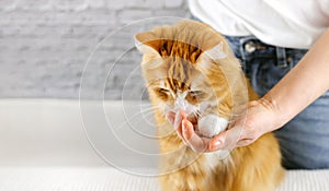 Human hand holding a paw of cat. Tender love and friendship between human and animal. Selective focus. Banner, copy