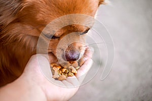 Human hand holding pellet for feeding brown chihuahua dog