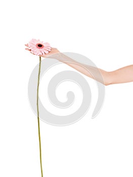 Human hand holding pink gerbera daisy flower.