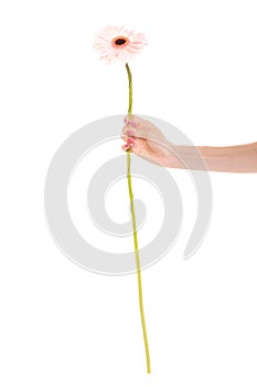 Human hand holding pink gerbera daisy flower.