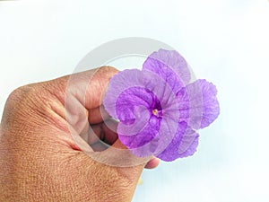 Human hand holding purple flower againts white background