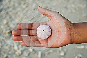 Human hand holding seashell above beach