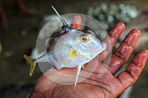 Human hand holding the short-nosed tripod fish (Triacanthus biaculeatus)