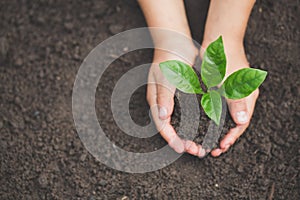 Human hand holding a small seedling, plant a tree, reduce global warming, World Environment Day photo