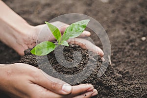 Human hand holding a small seedling, plant a tree, reduce global warming, World Environment Day