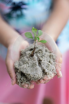 Human hand holding small tree or small plant. Little girl hands holding young tree