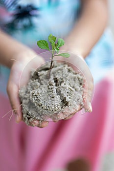 Human hand holding small tree or small plant. Little girl hands holding young tree