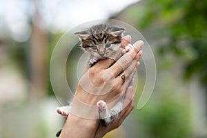 Human hand holding a striped brindled kitty cat