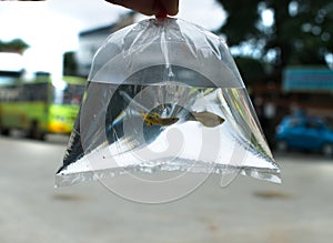 Human hand holding a transparent polythene bag with water having two small tiny golden fish swimming.