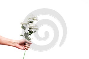 Human hand holding white rose flowers for valentine`s day gift isolated on white background