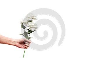 Human hand holding white rose flowers for valentine`s day gift isolated on white background