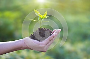 Human hand holding young plant with soil on nature background, Ecology