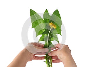 Human hand holds bouquet of green fresh leaves and yellow dandelion flowers isolated on white background