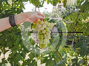 Human hand holds a bunch of white grapes. Hand holds a bunch of fresh white grapes. Green grapes with leaves.