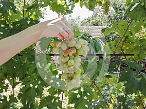Human hand holds a bunch of white grapes. Hand holds a bunch of fresh white grapes. Green grapes with leaves.