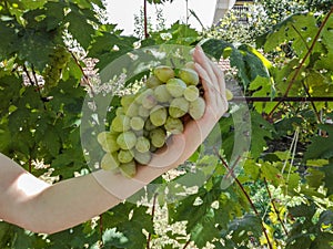 Human hand holds a bunch of white grapes. Hand holds a bunch of fresh white grapes. Green grapes with leaves.