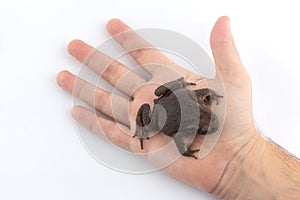 a human hand holds an earthen toad on a white background.