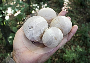 Human hand holds freshly plucked mushrooms Phallus impudicus in the forest